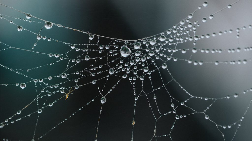 Droplets of dew collect on a spider web